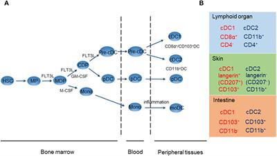 Mechanisms of Tolerance Induction by Dendritic Cells In Vivo